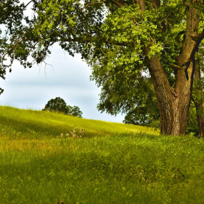 Prairie Research Institute News