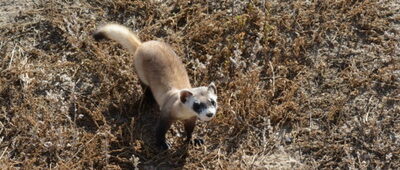 Black-footed ferret COVID-19 vaccination seems to be working,  Credit: Ryan Moehring / USFWS