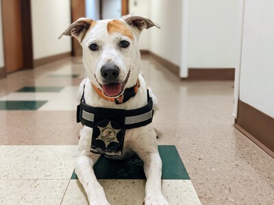 K9 Lollipop poses for a photo in a UIPD hallway.