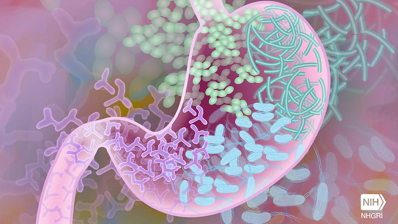 graphic by NIH Image Gallery shows microbiome of the human gut