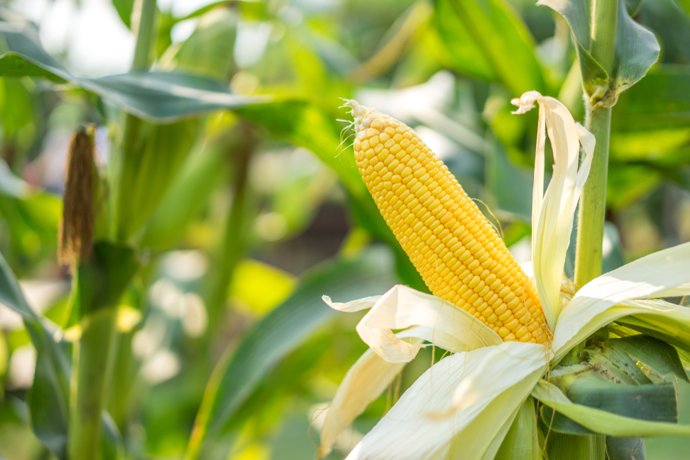 husks pulled back from an ear of sweet corn. Photo via Shutterstock