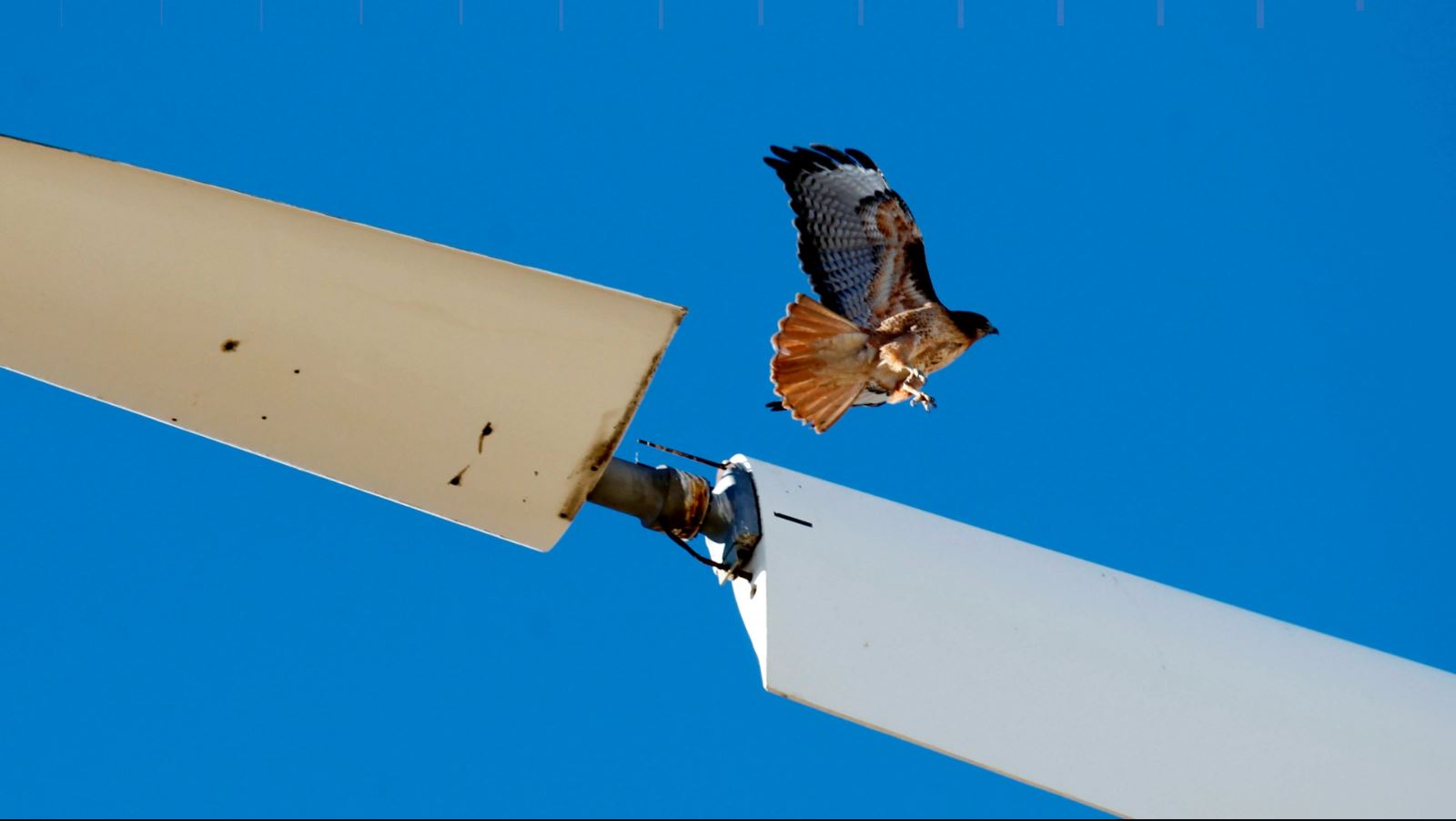 hawk flies above the blades of a wind turbine. Photo from GETTY images
