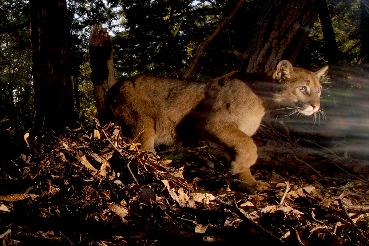 a puma in Mendocino National Forest. Photo by Max Allen