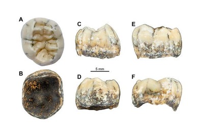 A 'not quite human' tooth found in a Laotian cave was found to belong to a Denisovan girl. Photo Credit...F. Demeter