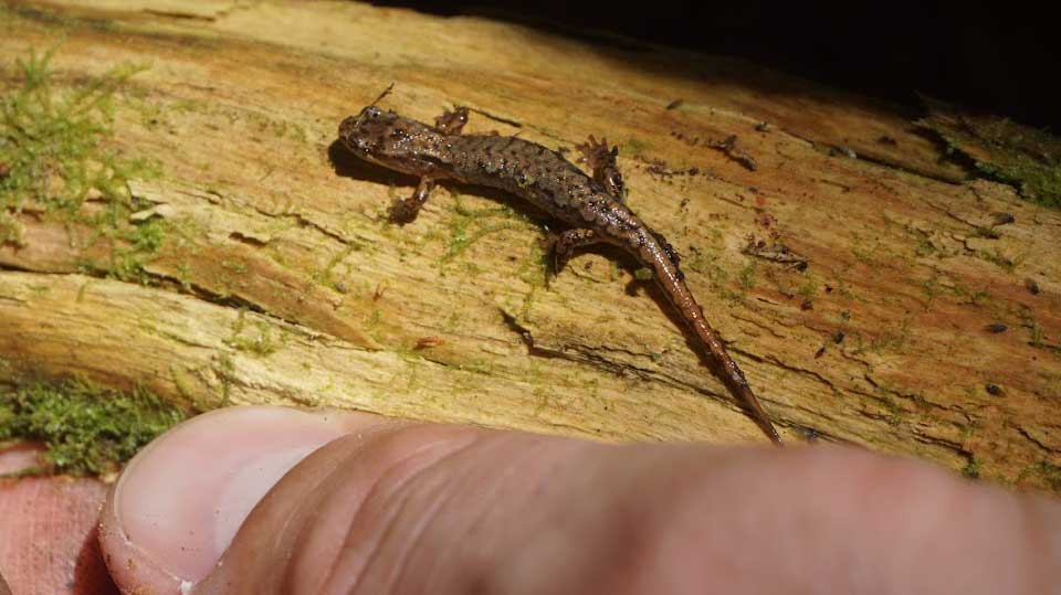 a pygmy salamander