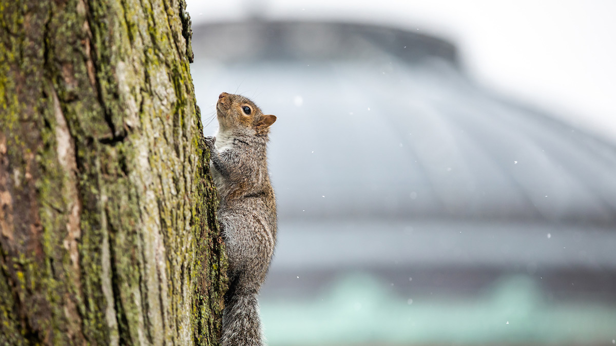Gray squirrel on the Main Quad. Photo by Michelle Hassel