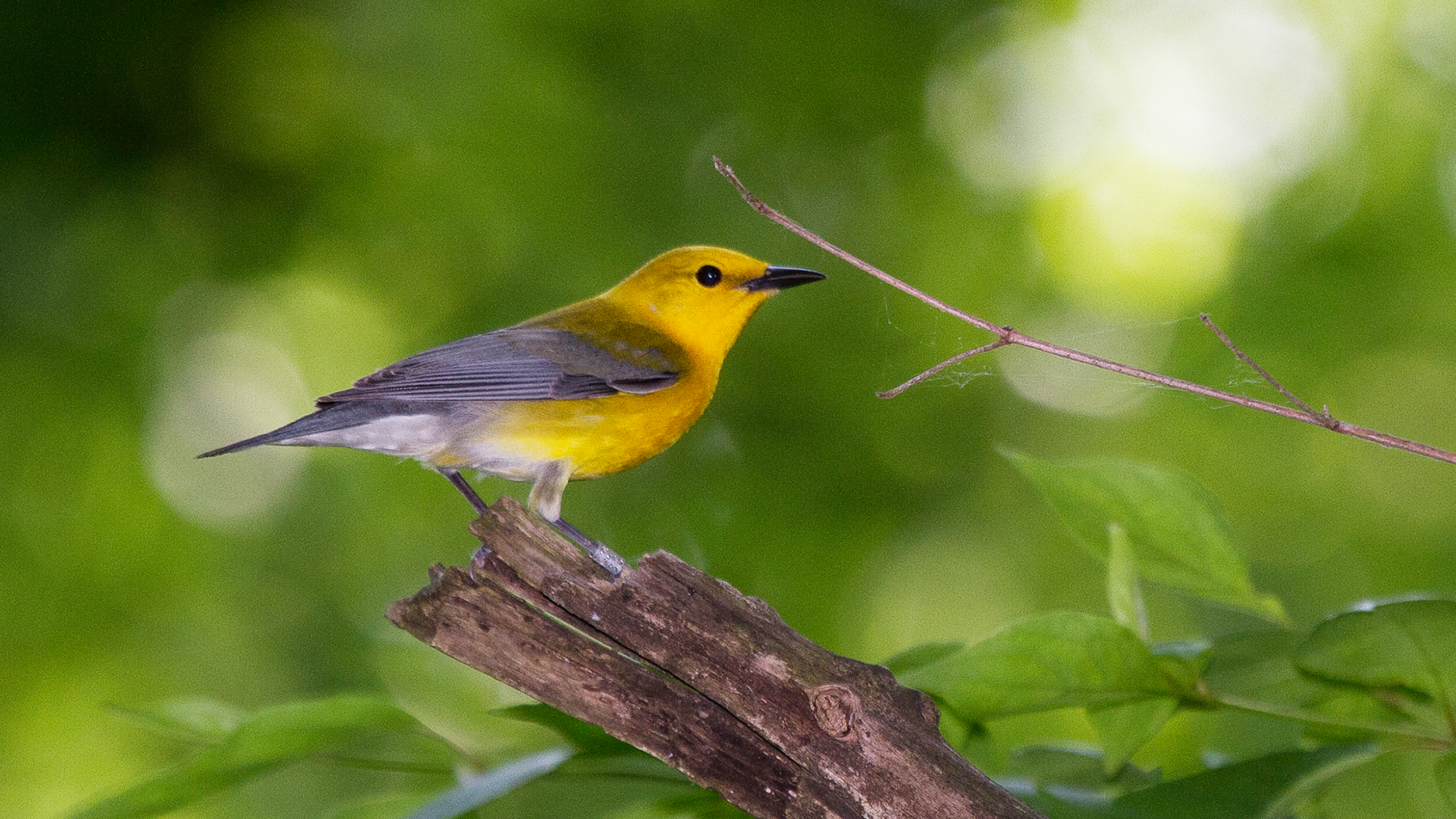 Female prothonotary warbler. Photo by Michael Jeffords