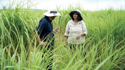 Kankshita Swaminathan and Illinois Crop Sciences Professor Erik Sacks, CABBI’s Deputy Theme Leaders for Feedstock Production, check out a field of miscanthus.