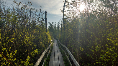a boardwalk at Volo Bog State Natural Area. Photo by Anastasia Rahlin