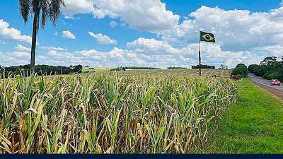 A field of corn grows under a sunny sky in southern Brazil last month. Brazilian corn production for 2022-23 could increase by 12% and push exports beyond the 2022 record of 44 million metric tons.  Photo courtesy of Joana Colussi, University of Illinois postdoctoral research associate