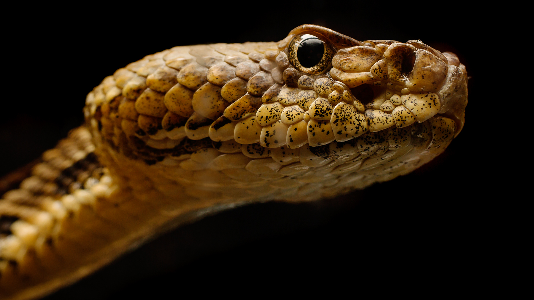 a timber rattler, one of more than 30 species of snakes susceptible to the fungal pathogen