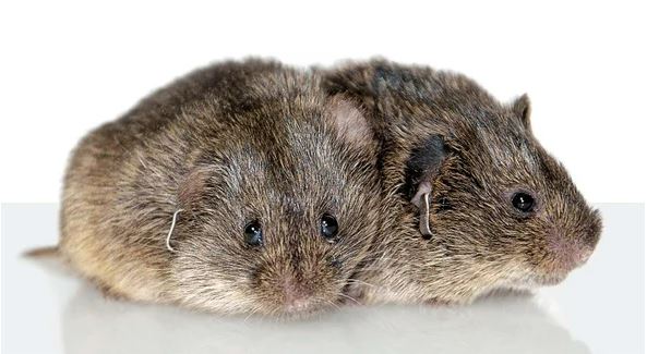 Prairie voles (shown) are unusual among rodents in choosing a single partner with whom they share a nest and raise their young. Their monogamous bond may last a lifetime. Credit: Aubrey M. Kelly
