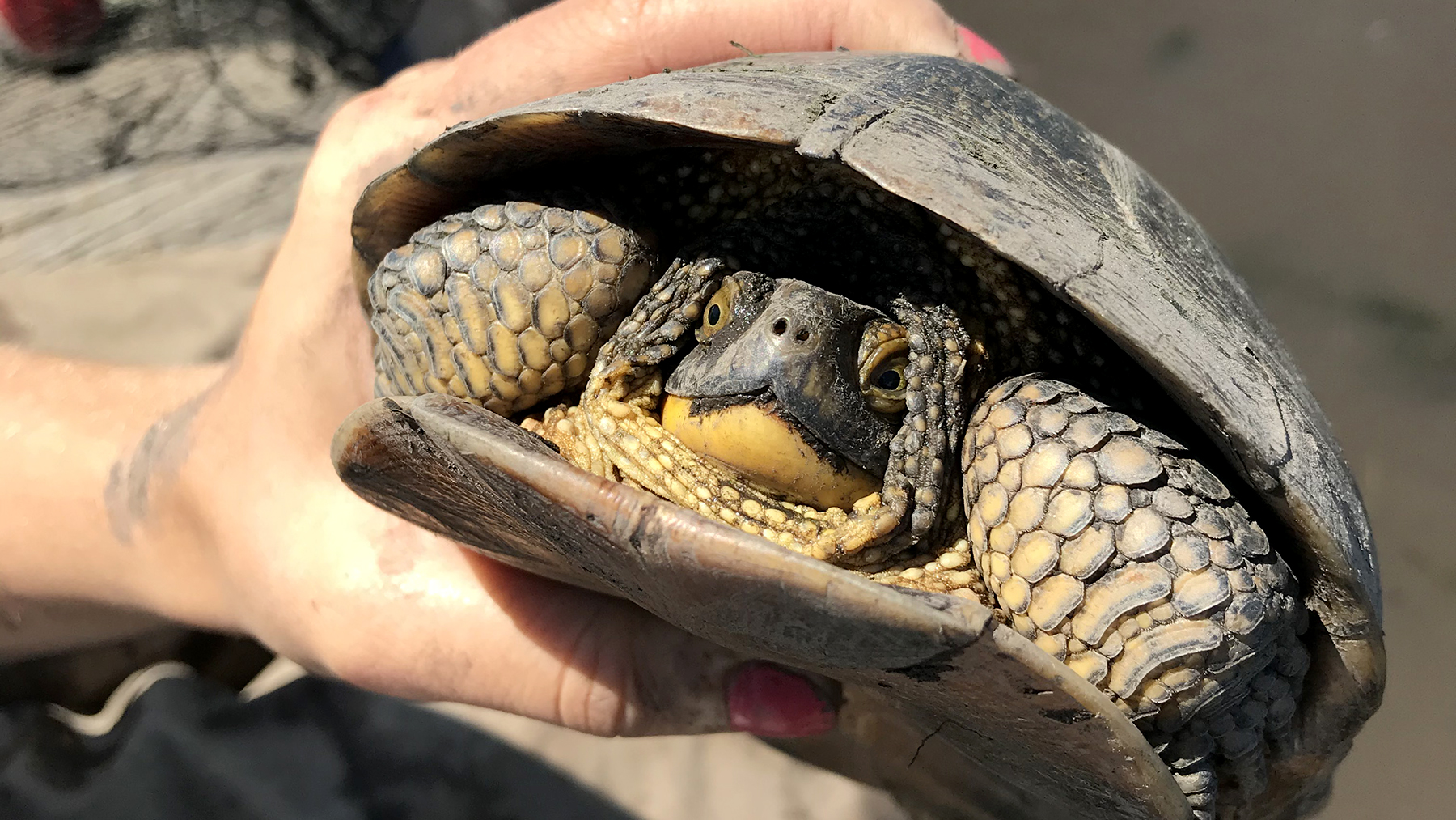 A Blanding’s turtle held in field researcher's hand.  Photo by Andrea Colton and Emily Sunnucks