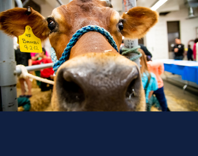 Bambi the cow, available for visits during Vet Med Open House on October 3. Photo courtesy College of Veterinary Medicine