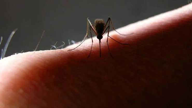 stock image of mosquito on a finger via Shutterstock