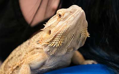 an iguana sits on a students shoulder at the Veterinary Medicine Open House
