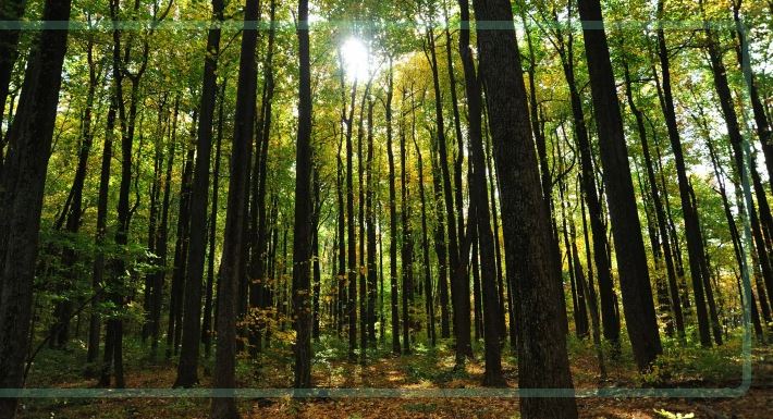stock image of forest by Karen Bleier/AFP via Getty Images