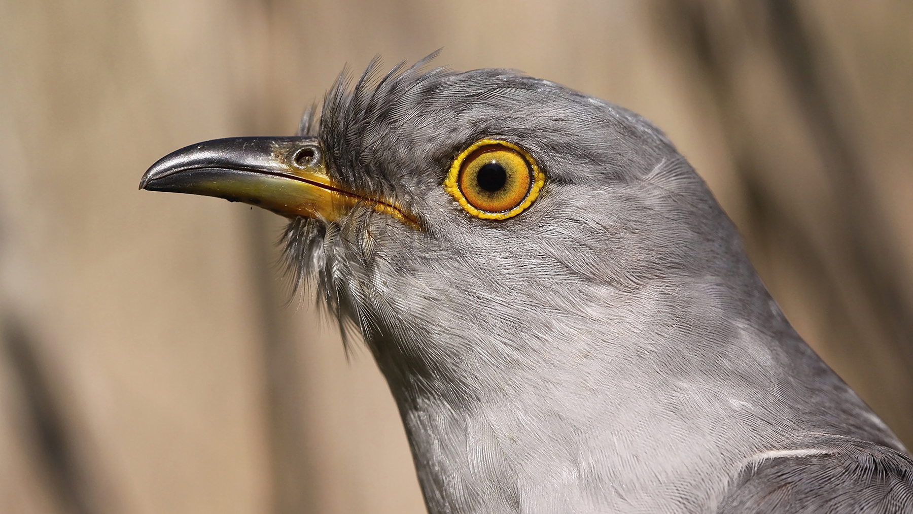 1.	The common cuckoo lays its eggs in the nests of other bird species, burdening these hosts with the task of raising its young. Photo by Olda Mikulica