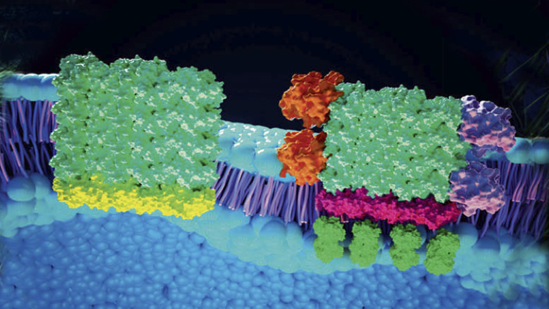 Illinois researchers developed a method that makes membrane-bound receptors reactive to light, triggering the Wnt pathway, important in embryonic development and cancer. Image courtesy of Kai Zhang