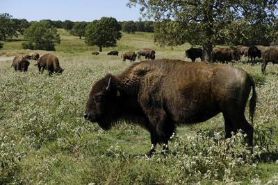 A herd of bison grazes during midday at a Cherokee Nation ranch in northeastern Oklahoma on Sept. 27, 2022. Decades after the last bison vanished from their tribal lands, the Cherokee Nation is part of a nationwide resurgence of Indigenous people seeking to reconnect with the humpbacked, shaggy-haired animals that occupy a crucial place in centuries-old tradition and belief. (AP Photo/Audrey Jackson)