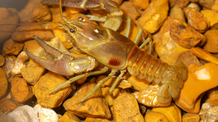 U.S. National Park Service photo of the rusty crayfish