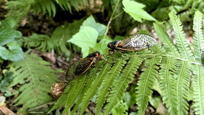 Two Brood X adults of the genus Magicicada rest on a fern leaf.  Photo by Marianne Alleyne