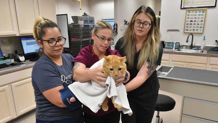Five Star Veterinary team members Liz Alatorre, Shelby Cody and Hillary Sims take extra precautions when moving a combative cat named Leo to the examination table. Photo by David Blanchette