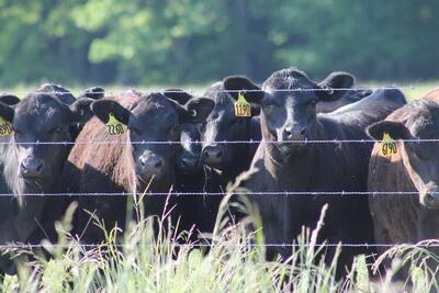 stock image of black angus cattle