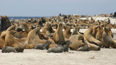 Thousands of sea lions gather on the breeding beaches of San Miguel Island, one of the Channel Islands off the coast of Southern California. Photo: Alaska Fisheries Science Center/NOAA Fisheries.