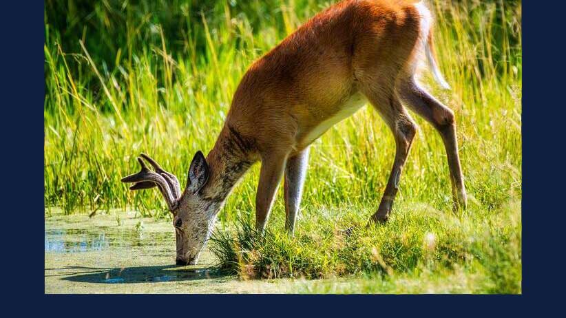 Deer drinking from pond. Stock photo via Pixabay