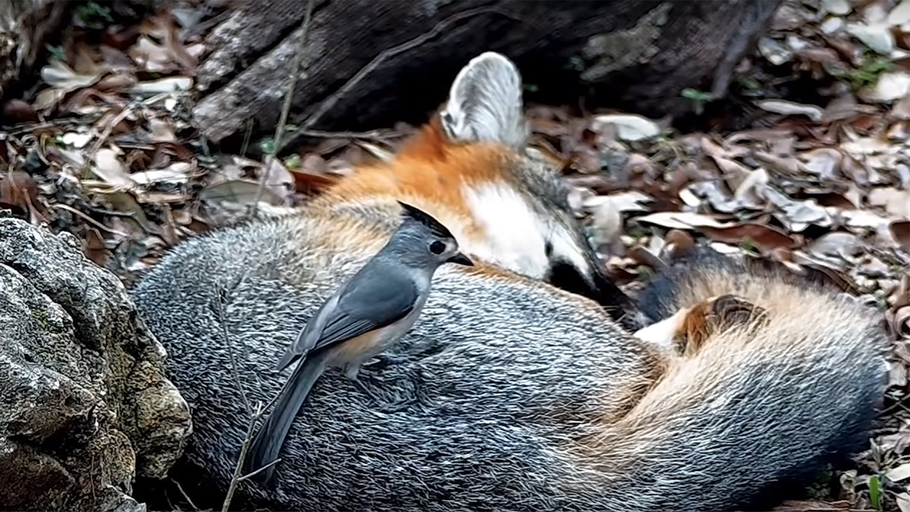 creenshot from a video of a black-crested titmouse stealing fur from a sleeping fox, from the YouTube channel Texas Backyard Wildlife.     Photo courtesy Texas Backyard Wildlife