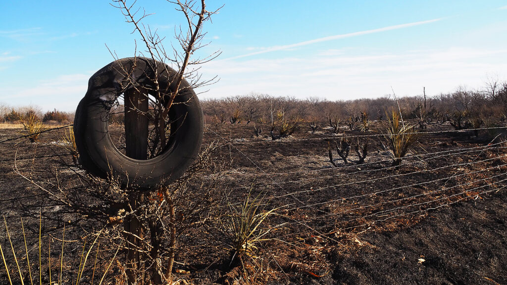 A partially melted tire hangs on a tree near Paradise, Kansas. The surrounding land was scorched by a wildfire in December 2021. (Allison Kite/Kansas Reflector)