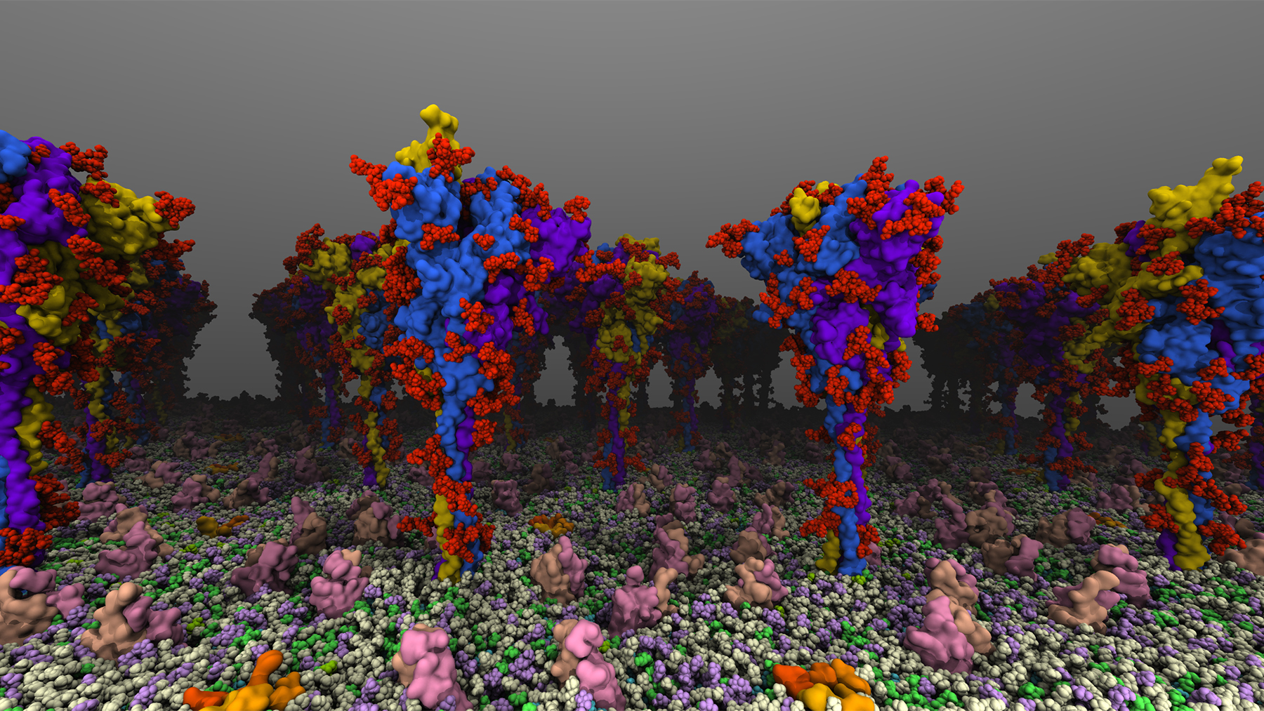 models of the spike protein that plays a key role in COVID-19 infection and immunity. Image courtesy of Tianle Chen