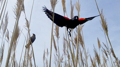 An airborne male red-winged blackbird swoops at the author while the female guards her nest.  Photo by Shelby Lawson