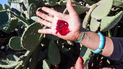 Cochineal bugs are covered in white wax while infesting cacti, but a hard pinch will reveal the carminic acid that’s abundant in their bodies.  CREDIT: PASCOPIX / ALAMY STOCK PHOTO