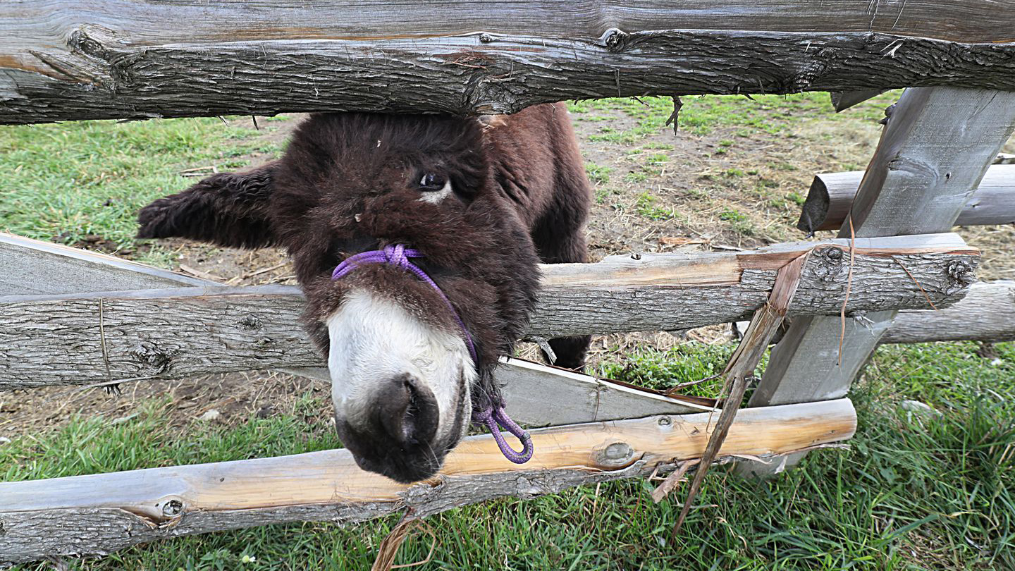 Hamilton, 10 weeks old here, hung out at Arnold’s Rescue Center, a 90-acre refuge for displaced donkeys and horses that is Hamilton’s home.SUZANNE KREITER/GLOBE STAFF