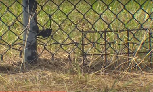 still image from KHOU-TV video showing damaged portion of perimeter fencing at the Bush Intercontinental Airport
