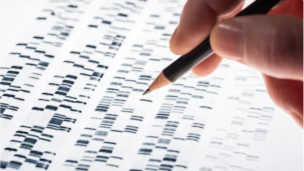 The introduction of whole-genome sequencing and analysis called into question early studies about the existence of a “warrior gene.” image shows hand holding pencil over gene sequencing results.(Klaus Ohlenschlaeger/Alamy Stock Photo)