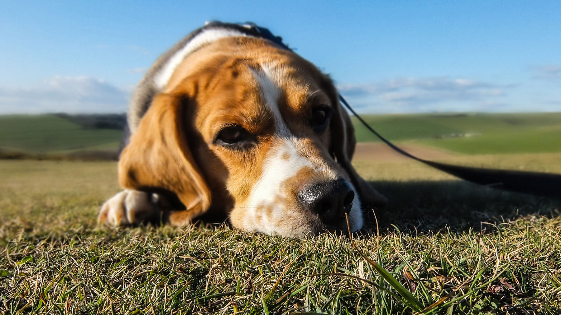 dog laying on grass