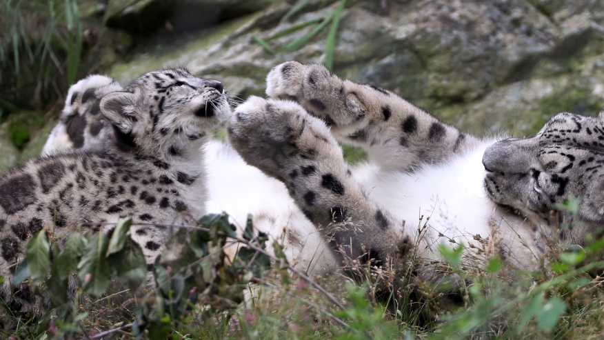 Kira, a snow leopard at the Stone Zoo, plays with one of her three-month-old cubs, Tuesday, Aug. 21, 2018, in Stoneham, Mass. (AP Photo/Elise Amendola)