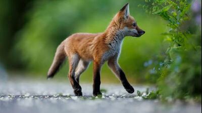 A fox kit walks in the Lurie Garden in Millennium Park May 22, 2023 in Chicago. (Armando L. Sanchez/Chicago Tribune)