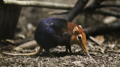 And elephant shrew. the elephant shrew louse was among the earliest diverging lineages of mammalian lice. Photo by Joey Makalintal, CC BY 2.0