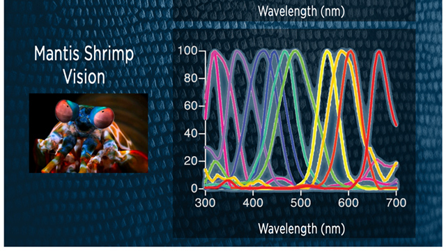 While the human eye perceives three colors – red, green and blue – the mantis shrimp perceives upward of 12 colors thanks to the stacks of light-sensitive cells at the tip of its eye.  Graphic courtesy Steven Drake/Beckman Institute for Advanced Science and Technology