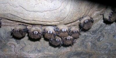in these little brown bats, the most commonly observed symptom of white-nose syndrome is the white fungal growth on the muzzle. Photo by Nancy Heaslip/New York State Department of Environmental Conservation.