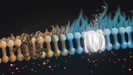 graphic shows scaffolding structure that is intended to act as a prosthetic at the molecular scale, replacing the missing protein and restoring ion channel function.