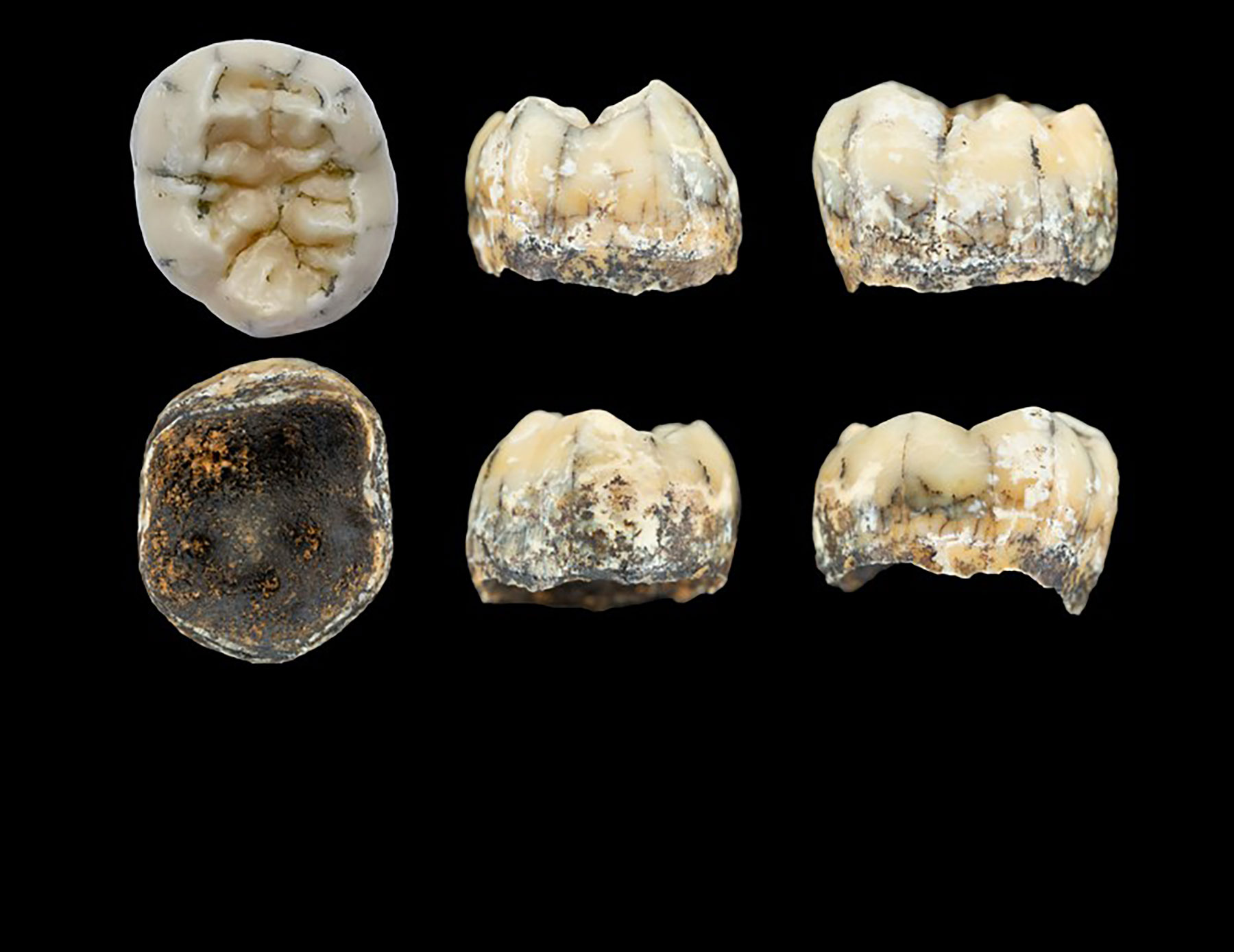 The fossilized molar, seen here from several angles, is thought to have belonged to a young Denisovan girl that died between 164,000 and 131,000 years ago. Photo by F. Demeter