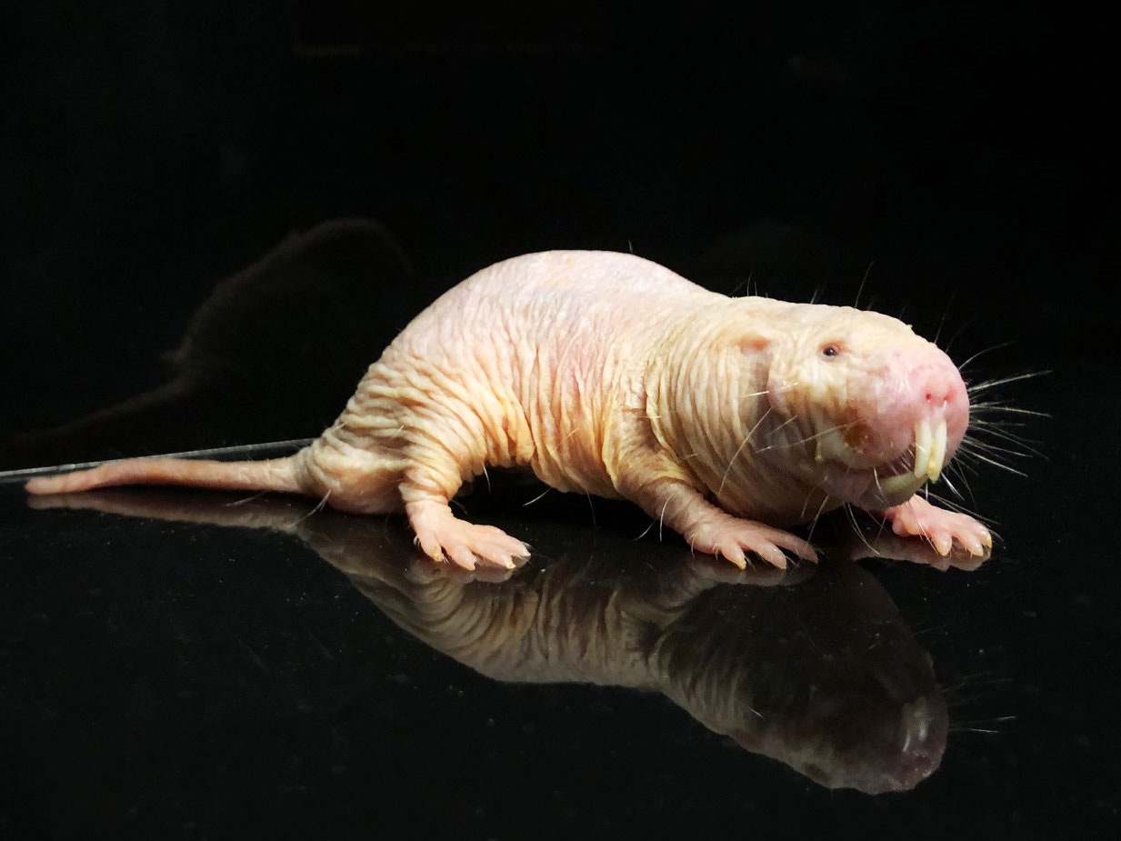 Naked mole rat. PHOTOGRAPH: BEN PASSARELLI/CALICO LIFE SCIENCES, LLC