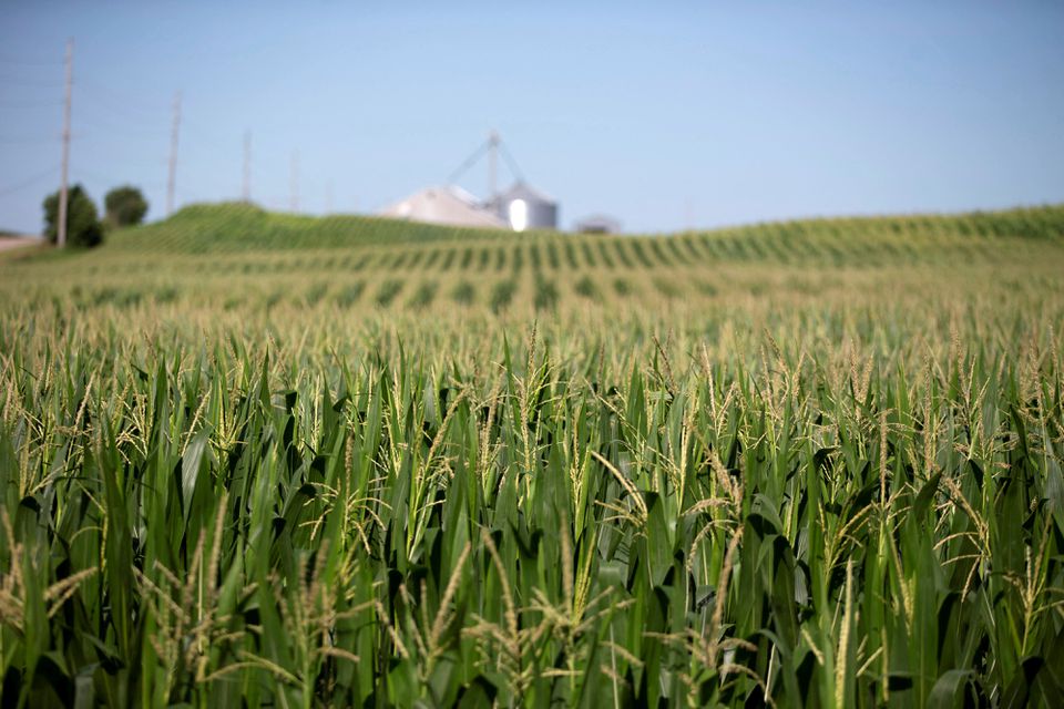 Corn grows in a field outside Wyanet, Illinois, U.S., July 6, 2018. REUTERS/Daniel Acker/File Photo