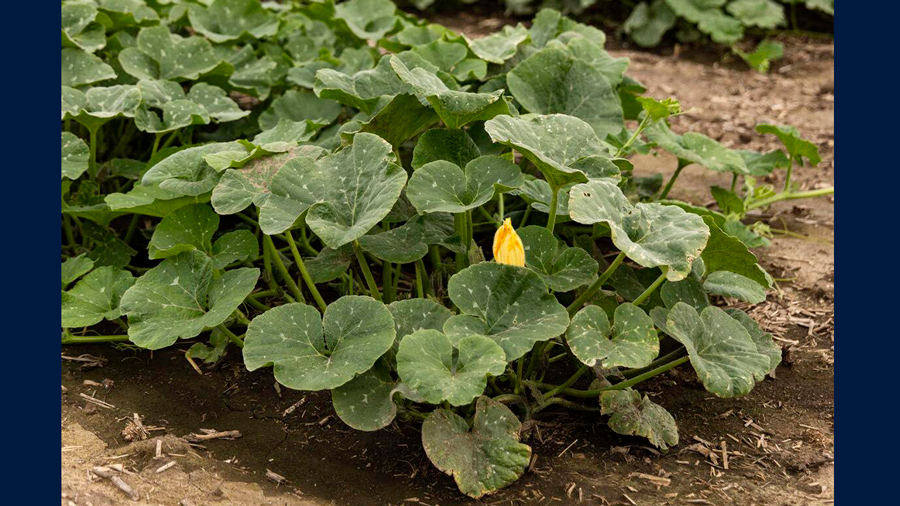 Pumpkins grow in Peoria County. A University of Illinois researcher encourages farmers to be on the lookout for Phytophthora capsica. (Photo by Catrina Rawson)