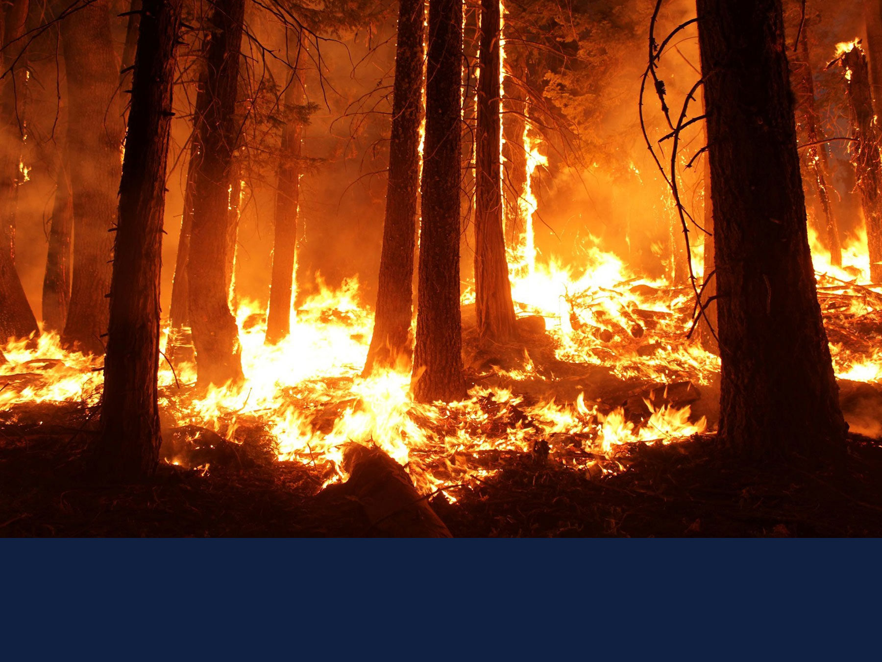 inside a wildfire in a wooded area with groundcoverings and trees burning. No photo credit given.